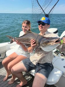 Cobia catch on fishing boat in Norfolk VA waters with landing net