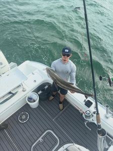 Cobia catch displayed on fishing boat deck in Norfolk VA waters