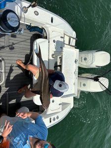 Cobia caught during fishing trip in Norfolk VA waters displayed on boat deck