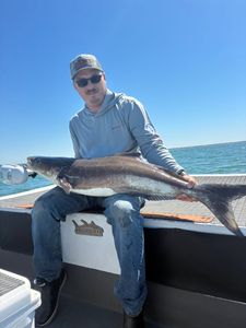 Cobia catch displayed on fishing boat in Norfolk VA waters