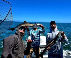 Fresh caught cobia displayed on fishing boat in Norfolk VA waters