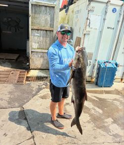 Large cobia fish catch displayed at Norfolk VA fishing dock