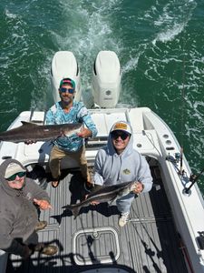 Successful cobia fishing trip on boat in Norfolk VA waters showing two caught fish