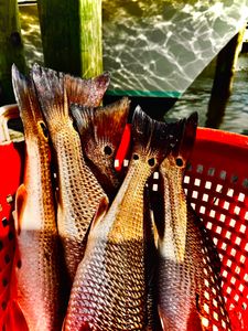 Three fish caught in Norfolk while fishing