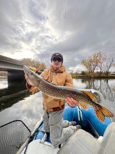 Northern pike caught while fishing in Saint Croix Falls Wisconsin on boat