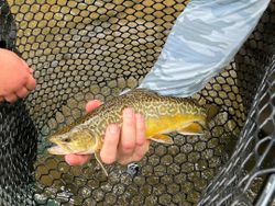 Nothing beats the thrill of a tight line! 