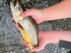 Where the fly lands, the fish follow! 