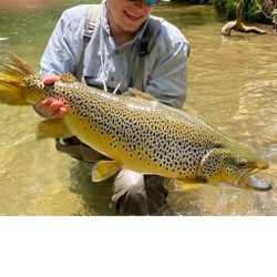 A majestic brown trout caught in crystal-clear wat