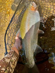 Rainbow trout fishing in Cornelia