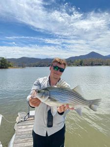 Wiper (Hybrid striped bass) caught in Cornelia, Georgia