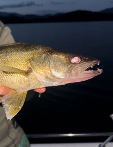 Fishing trip at Cornelia