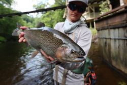 Rainbow trout caught while fishing in Cornelia