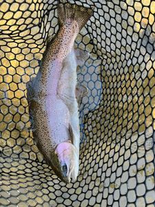 Caught a rainbow trout while fishing in GA