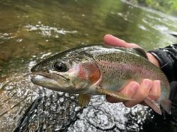 A rainbow trout fish in GA