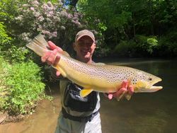 A single sea trout fish caught by a person in Cornelia