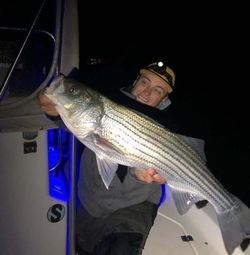 Striped bass fishing in GA