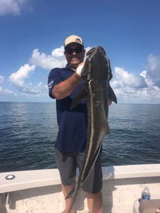 A big cobia fish caught while fishing in FL