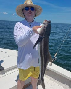 A fisherman holds up a large cobia fish in Florida