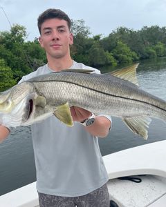 A snook fish caught in Ruskin