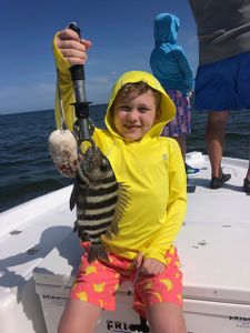 A sheepshead fish caught while fishing in Ruskin