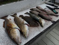 Four spotted weakfish caught in Ruskin, Florida during a fishing trip