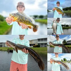 6 great snakehead fish caught fishing in florida