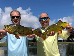 Two peacock bass fish caught in Delray Beach, Florida