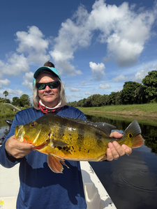 Nice peacock bass using light tackle trolling techniques!