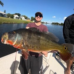 Peacock bass fishing in FL