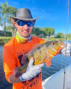 Peacock bass caught fishing in FL