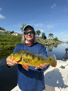 Nice Peacock Bass on light tackle! Trolling produced this exciting catch today.