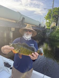 Nice peacock bass on light tackle! Trolling produced this exciting catch.