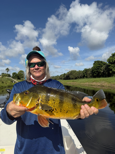 Nice peacock bass on light tackle trolling today!