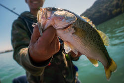 Trophy bass from the waters of Gulf Shores!