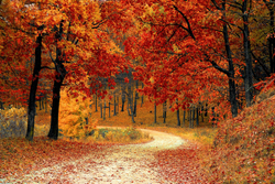 Perfect hunting terrain through Boston's vibrant autumn forest paths.
