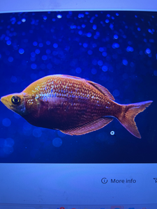 Beautiful catch spotted in Gulf Shores waters!