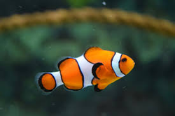 Vibrant clownfish thriving in Gulf Shores aquarium waters!