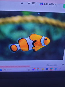 Vibrant clownfish thriving in Gulf Shores coral waters!