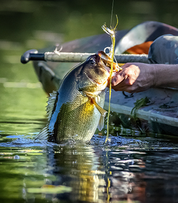 Another Gulf Shores catch coming aboard!