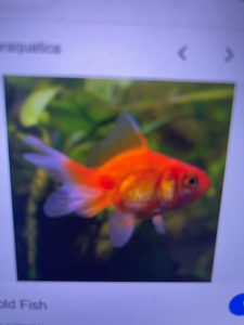 Colorful Gulf Shores goldfish thriving among lush aquarium plants!