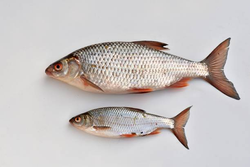 Fresh Gulf Shores catch with beautiful silver scales!