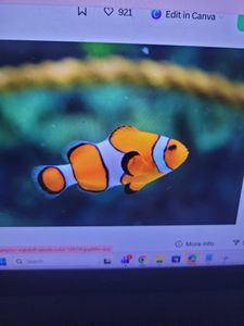 Orange and white clownfish swimming in aquarium with coral background