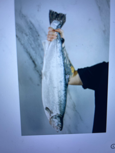Nice silver catch from Gulf Shores waters!