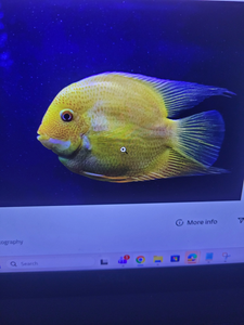 Vibrant tropical fish cruising the Gulf Shores waters!