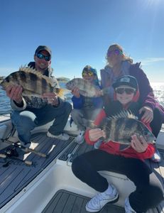 Impressive catch of 3 sheepshead fish in Alabama