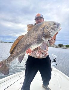 Angler catches a Black Drum fish in Pensacola