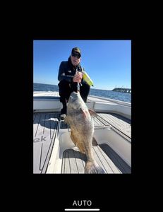 Mr. Jim with a dinosaur of a black drum
