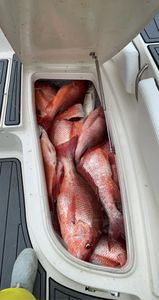 Two fish caught in Alabama