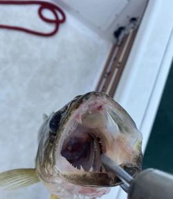 SC Fishing Trip Bass Fishing Bliss!
