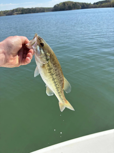 Guadalupe Bass caught while fishing in Townville